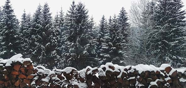 Ein verschneiter Winterwald macht Lust auf Weihnachten.