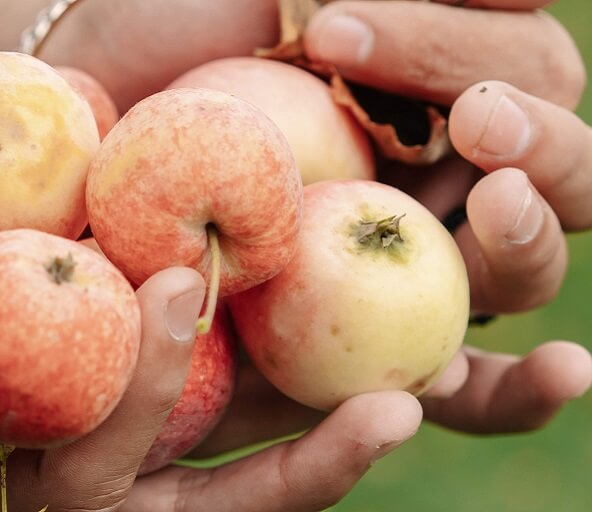 Der GUNST Blog - Nachaufnahme - zwei Hände halten viele Äpfel.