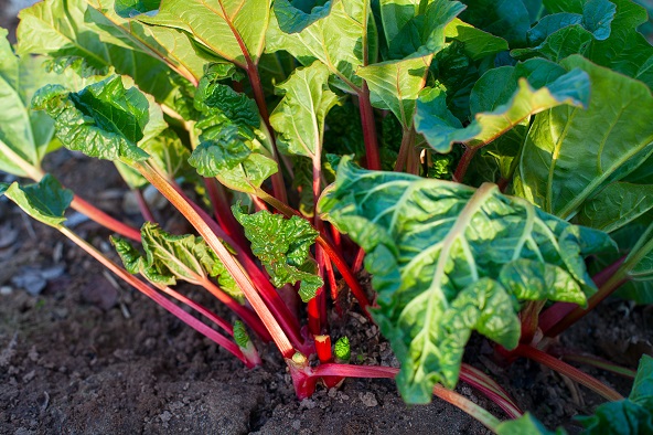 GUNST-Blog - Rezepttipp: Roter Rhabarber im Garten.