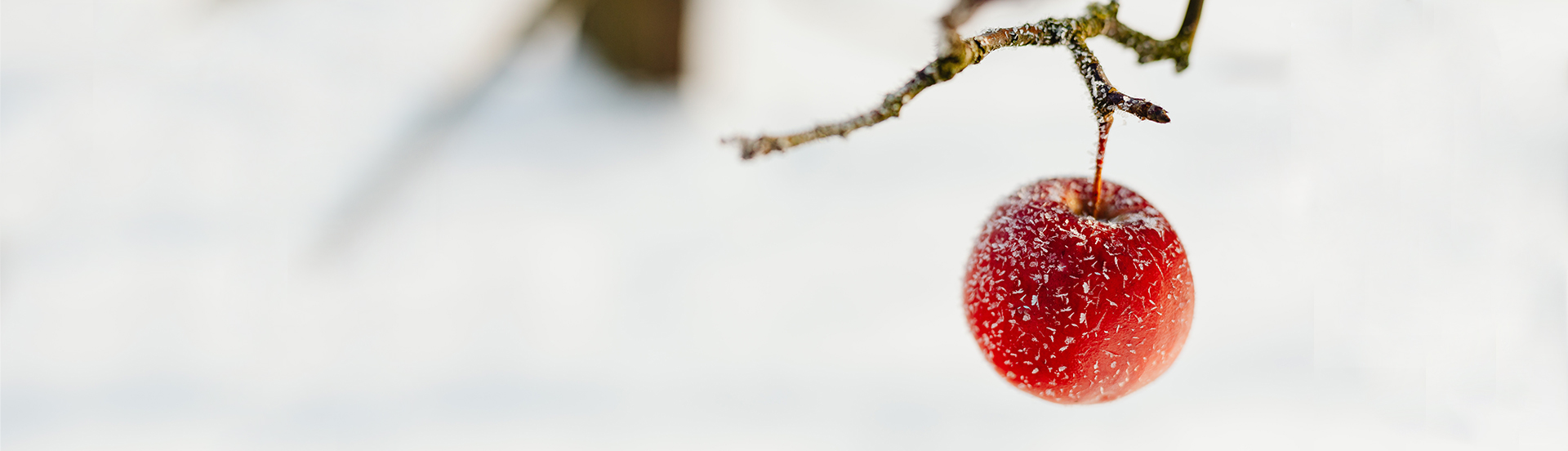 Ein Apfel in einer Winterlandschaft zur Einstimmung auf das Bratapfel-Tiramisu.