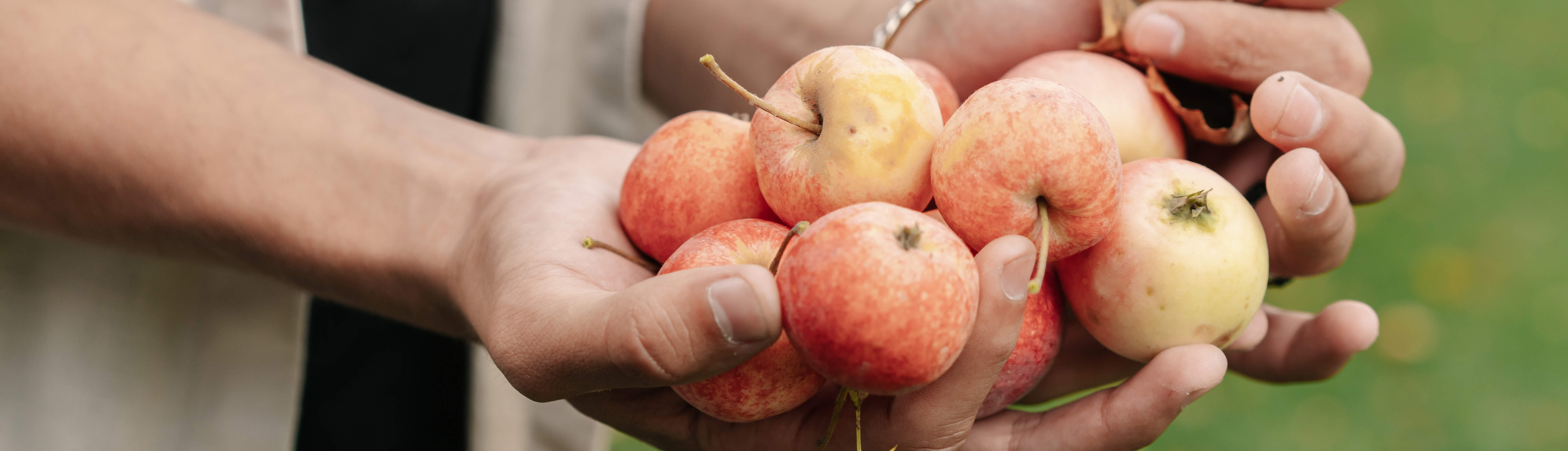 Zwei Hände halten viele Äpfel ins Bild.