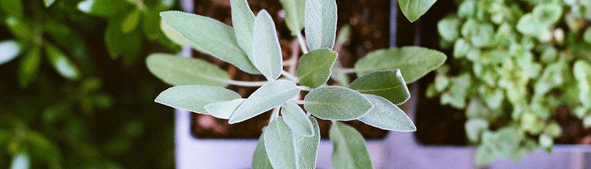 Die frische Tendfarbe Salbeigrün für Ihren Wohnraum