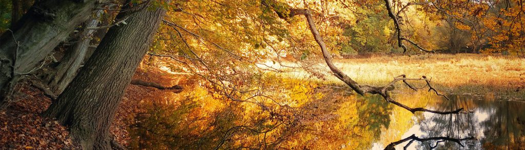Stimmungsbild zum GUNST Blogartikel "Herbstspaziergänge in der Region": Wald im Herbstlaub, Baum an einem Teichufer.